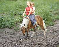 kid-safe-pony