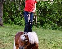chestnut-pony-gelding