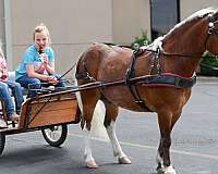 chestnut-all-around-pony