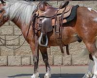 chestnut-beginner-pony
