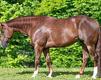 husband-safe-quarter-horse