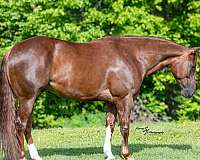 athletic-quarter-horse