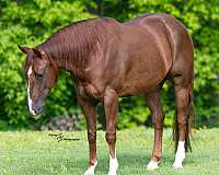 performance-quarter-horse
