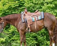ranch-quarter-horse