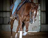 ranch-work-quarter-horse