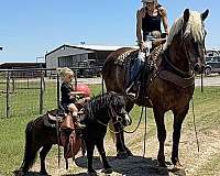 silb-all-around-horse