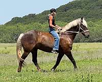 silb-ranch-horse