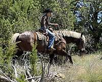 16-hand-silb-horse