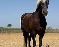 all-around-draft-horse