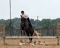 athletic-draft-horse