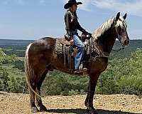 cross-draft-horse