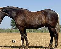 draft-horse