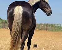 flashy-draft-horse