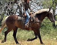 husband-safe-draft-horse
