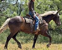 jumping-draft-horse