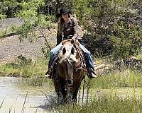 ranch-versatility-draft-horse