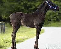 hugo-friesian-horse