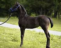 learns-quickly-friesian-horse