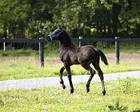 travel-friesian-horse