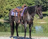 athletic-quarter-horse