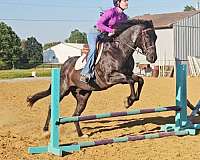 beginner-quarter-horse
