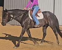 flashy-quarter-horse