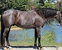 husband-safe-quarter-horse