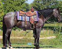 jumping-quarter-horse
