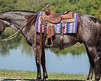 kid-safe-quarter-horse