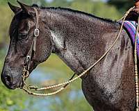 lesson-quarter-horse