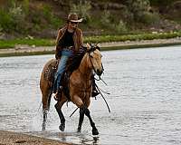 athletic-quarter-horse