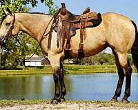 husband-safe-quarter-horse
