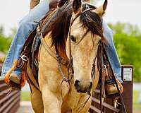 performance-quarter-horse
