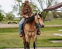 ranch-versatility-quarter-horse