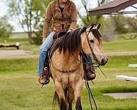 ranch-work-quarter-horse