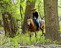 show-quarter-horse