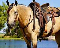 trail-quarter-horse