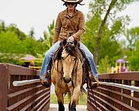 western-riding-quarter-horse