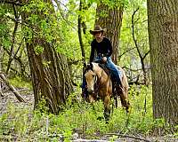 working-cattle-quarter-horse