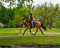 youth-quarter-horse