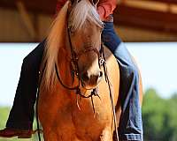 gun-safe-missouri-fox-trotter-horse