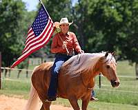 no-spook-missouri-fox-trotter-horse