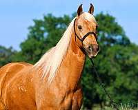 dream-horse-missouri-fox-trotter