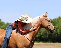novice-rider-missouri-fox-trotter-horse