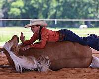 lessons-horse-missouri-fox-trotter