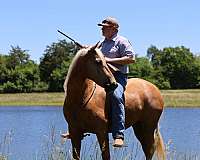 trail-horse-missouri-fox-trotter