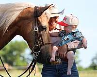 tricks-missouri-fox-trotter-horse