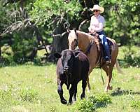 gaited-missouri-fox-trotter-horse