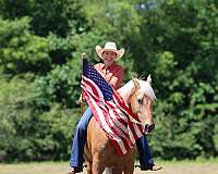 gentle-missouri-fox-trotter-horse