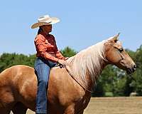 beginner-safe-missouri-fox-trotter-horse